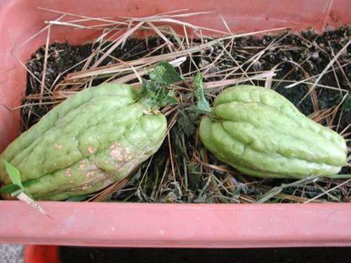 例假可以吃小白瓜,小白瓜助力健康调理，轻松应对生理期不适”